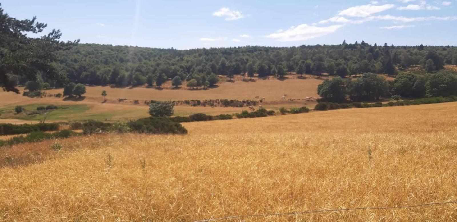 Gite Le Petit Nice Pradelles Esterno foto
